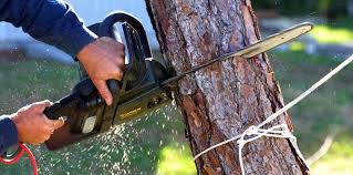 Best Tree Health Inspection  in Mcadoo, PA