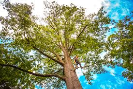 Best Fruit Tree Pruning  in Mcadoo, PA