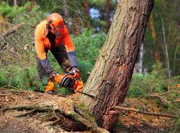 Best Tree Mulching  in Mcadoo, PA