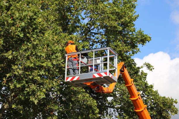 Best Commercial Tree Services  in Mcadoo, PA