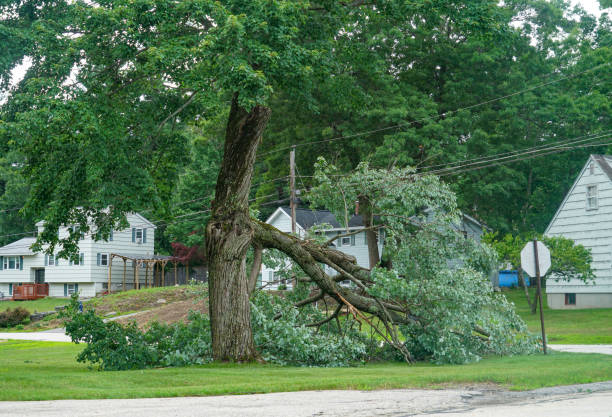 Best Tree Cabling and Bracing  in Mcadoo, PA